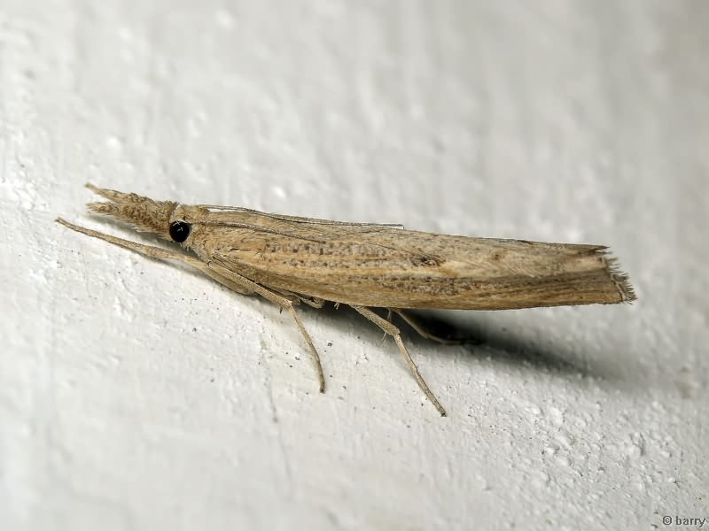 Crambidae